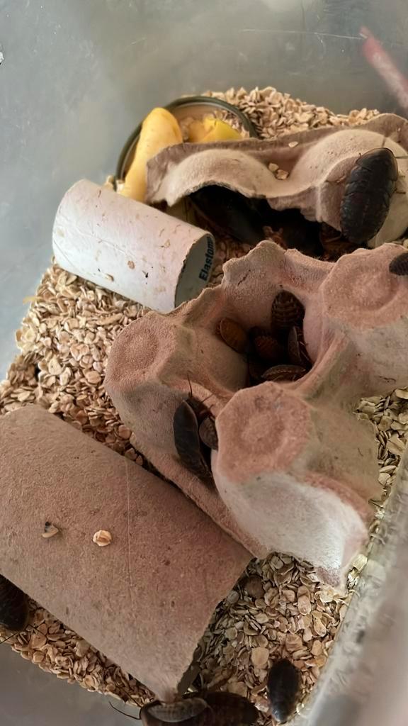 Dubia’s (kakkerlakken), Dieren en Toebehoren, Reptielen en Amfibieën, Amfibie, 0 tot 2 jaar