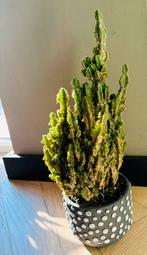Succulent, Ophalen, Overige soorten, Minder dan 100 cm