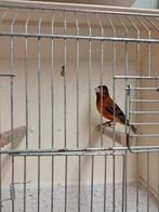 Kapoetsensijs bastaard man F1, Dieren en Toebehoren, Mannelijk, Wildzangvogel, Geringd