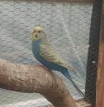 Grasparkiet, Dieren en Toebehoren, Vogels | Parkieten en Papegaaien, Vrouwelijk, Parkiet