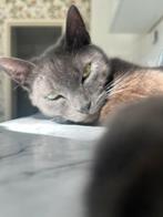 Eddy op zoek naar een nieuwe eigenaar!!, Dieren en Toebehoren, Katten en Kittens | Dekkaters, 0 tot 2 jaar