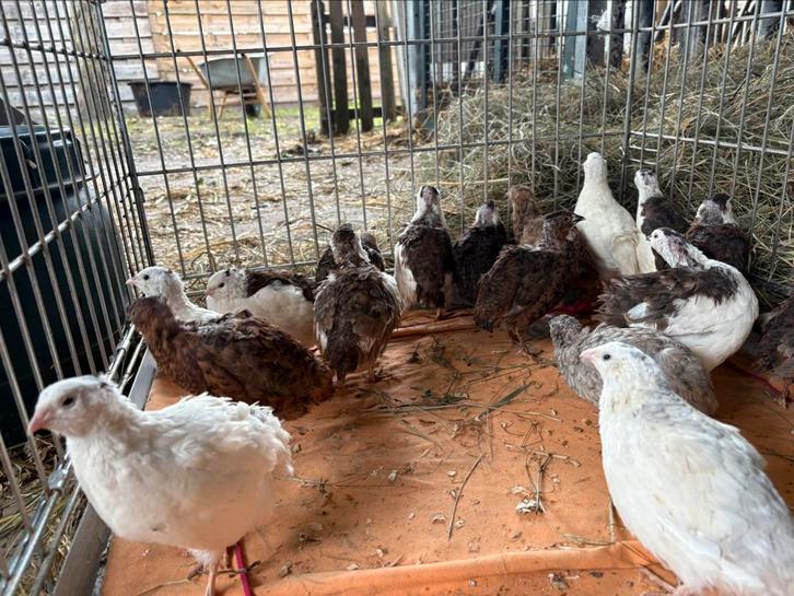 Celadon kwartel hanen, Dieren en Toebehoren, Pluimvee, Overige soorten, Mannelijk