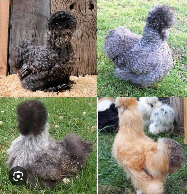 ZIJDEHOEN RUILEN, Dieren en Toebehoren, Pluimvee, Kip, Vrouwelijk