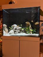 Juwel lido 200, Dieren en Toebehoren, Vissen | Aquaria en Toebehoren, Ophalen, Zo goed als nieuw, Gevuld zoetwateraquarium