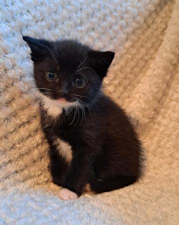 Lieve, speelse kittens (wit en zwart-wit) beschikbaar voor biedingen
