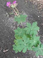 ooievaarsbek groenblijvende bodembedekker vaste geranium, Tuin en Terras, Ophalen, Vaste plant, Bodembedekkers, Halfschaduw