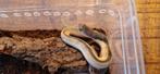 Zwart wit spugende cobra# Aziatische spugende cobra#, Dieren en Toebehoren, Hagedis, 0 tot 2 jaar
