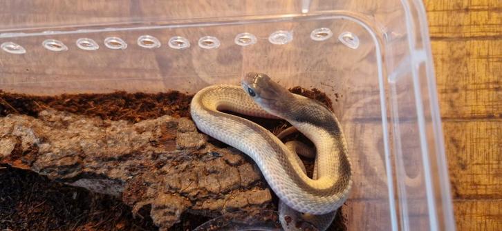 Zwart wit spugende cobra# Aziatische spugende cobra#, Dieren en Toebehoren, Reptielen en Amfibieën, Hagedis, 0 tot 2 jaar