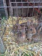 Tk 6 konijntjes, Dieren en Toebehoren, Konijnen, Meerdere dieren, Middelgroot, 0 tot 2 jaar