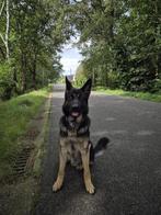 Duitse herder reu 2 jaar – gezond & met paspoort, Dieren en Toebehoren, Honden | Herdershonden en Veedrijvers, België, Particulier