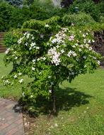 Cornus kousa/florida heesters/struiken, Ophalen, Overige soorten, Minder dan 100 cm