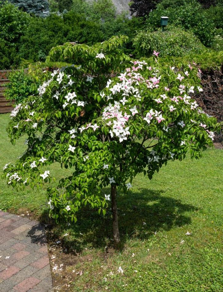 Cornus kousa/florida heesters/struiken, Tuin en Terras, Planten | Struiken en Hagen, Overige soorten, Minder dan 100 cm, Ophalen