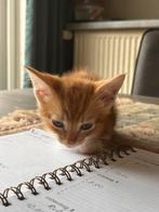 Kittens 9 weken