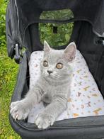 Brits Korthaar Blauw 🌸, Dieren en Toebehoren, Katten en Kittens | Raskatten | Korthaar, Meerdere dieren, Gechipt, 0 tot 2 jaar