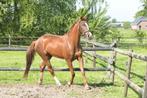 10 jarige kwpn Fergusson 152 merrie E, kwpn  VALK veulen, Dieren en Toebehoren, Paarden, Merrie, Dressuurpaard, Gechipt