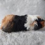 Super lieve jonge cavia's te koop, September, Meerdere dieren, Cavia