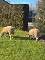 Texelrammen, Dieren en Toebehoren, Schapen, Geiten en Varkens, Mannelijk, Schaap
