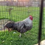 Hanen haan groninger meeuw leghorn araucana, Dieren en Toebehoren, Pluimvee, Mannelijk, Kip