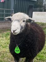 Stamboek Herdwick ramlam (zwoegervrij), Dieren en Toebehoren, Schapen, Geiten en Varkens, Mannelijk, Schaap, 0 tot 2 jaar