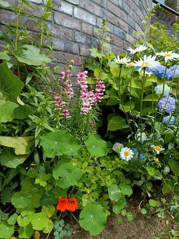 Gezocht v Guerrillaplanter ; gratis planten/zaad/stekjes beschikbaar voor biedingen