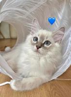 Prachtige Ragdoll kittens met stamboom en geteste ouders, Kater, Gechipt, 0 tot 2 jaar