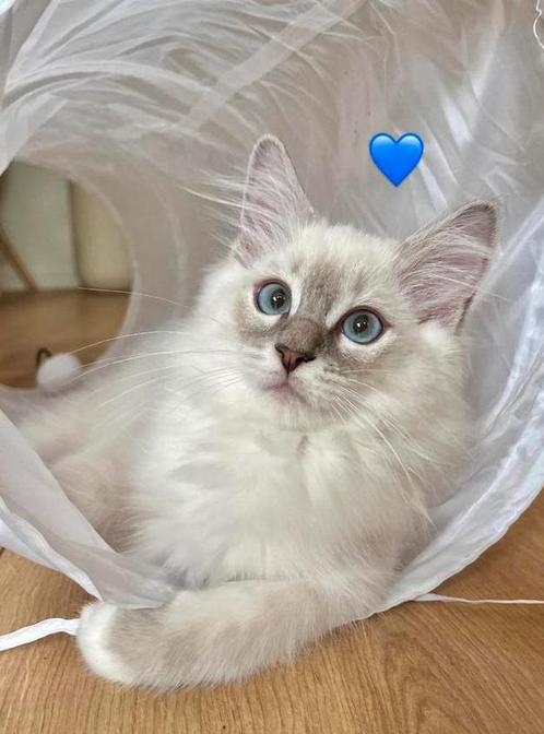 Prachtige Ragdoll kittens met stamboom en geteste ouders, Dieren en Toebehoren, Katten en Kittens | Raskatten | Langhaar, Kater