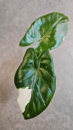 Alocasia Macrorrhiza Black Stem Variegata, Ophalen of Verzenden, Halfschaduw, Minder dan 100 cm