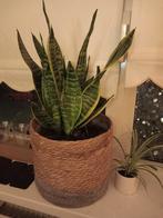 Sanseveria met pot D30 H40 cm, Ophalen, Halfschaduw, Minder dan 100 cm