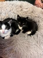 Kittens te koop, Dieren en Toebehoren