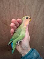 Jonge agapornis roseicollis, Dieren en Toebehoren, Vogels | Parkieten en Papegaaien, Geslacht onbekend, Dwergpapegaai of Agapornis