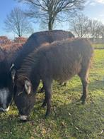 Mini stamboek ezel merrie, Dieren en Toebehoren, Overige Dieren, Vrouwelijk, Voor 1 juli 2024