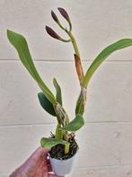 Orchidee Cattleya p12 (4)
