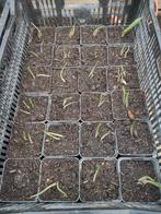 Te koop daslook, Tuin en Terras, Grind, Keien en Split, Ophalen of Verzenden, Split