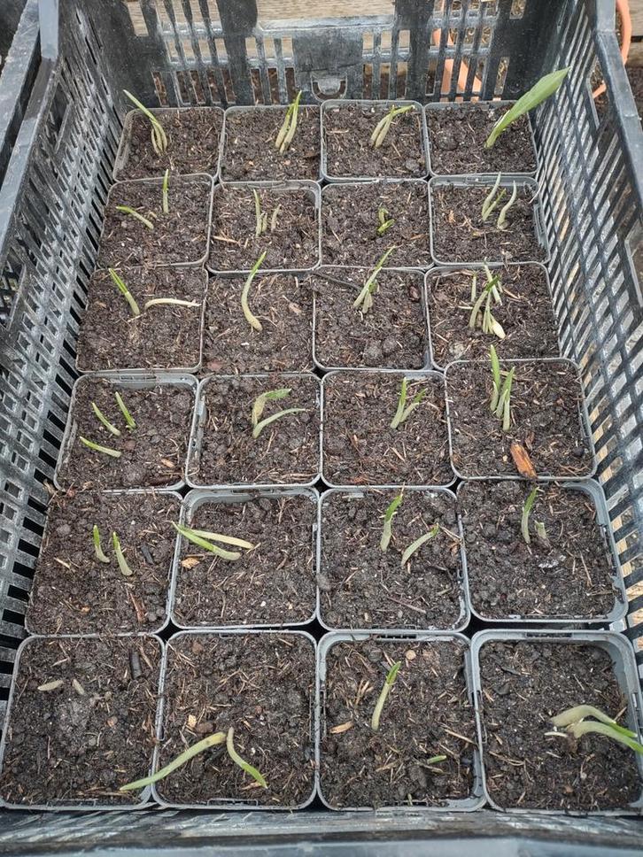 Te koop daslook, Tuin en Terras, Grind, Keien en Split, Split, Ophalen of Verzenden