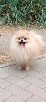 Exclusieve Pomeranian puppies
Super mini formaat, Dieren en Toebehoren, Honden | Poolhonden, Keeshonden en Oertypen, Fokker | Hobbymatig