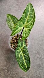 Syngonium Batik (Variegata) #3, Ophalen of Verzenden, Overige soorten, Minder dan 100 cm
