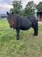 Mooie pony, Dieren en Toebehoren, Pony's, Merrie, Met stamboom, 7 tot 10 jaar