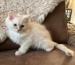 Ze mogen verhuizen. Ragdoll kittens met stamboom., Dieren en Toebehoren, Katten en Kittens | Raskatten | Langhaar, Meerdere dieren