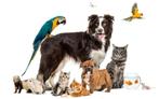 Dierenoppas Amersfoort. Omgeving kattenbroek, Dieren en Toebehoren, Ophalen, Zo goed als nieuw