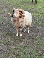 Te Koop: Ouessant schaap., Mannelijk, Schaap