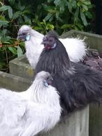 Zijdehoender krielkip haan te koop Heb er 3., Dieren en Toebehoren, Mannelijk, Kip