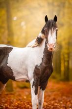 Onwijs lieve (C) kinder/ sport pony, Dieren en Toebehoren, Ruin