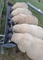 Stamboek ramlammeren Bleu du Maine voor de fokkerij, Mannelijk, Schaap, 0 tot 2 jaar