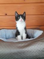 Schattige kittens, zwartwit, Dieren en Toebehoren, Katten en Kittens | Overige Katten, Meerdere dieren, Kortharig, 0 tot 2 jaar
