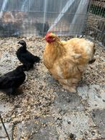 Cochin kriel / zijdehoen kuikens, Dieren en Toebehoren, Pluimvee, Meerdere dieren, Kip