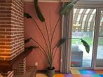 Strelitzia plant te koop, Huis en Inrichting, Ophalen, 200 cm of meer, Palm, Halfschaduw