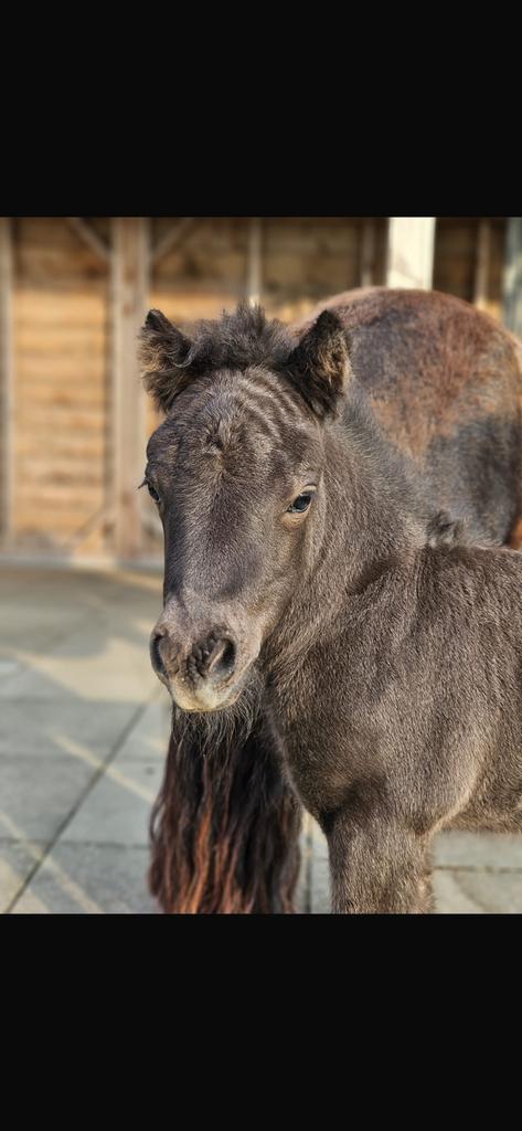 Shetland pony veulen (alleen voor een liefhebber), Dieren en Toebehoren, Pony's, Hengst, Niet van toepassing, A pony (tot 1.17m)