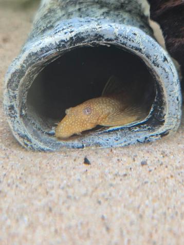 Ancistrus albino (m) beschikbaar voor biedingen