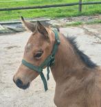 kwpn  VALK veulen , 10 jarige kwpn Fergusson 152 merrie E, Dieren en Toebehoren, Paarden, Merrie, Dressuurpaard, Gechipt
