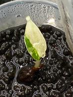 Maharani Albo plantje uit corm (dus geen tissue culture), Ophalen of Verzenden, Halfschaduw, Minder dan 100 cm